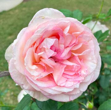 Rosa 'Souvenir de Baden-Baden'