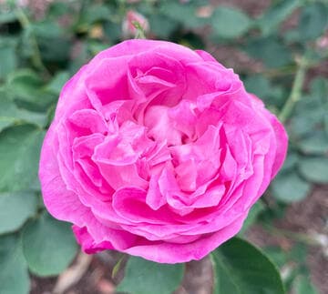 Rosa 'Pierre de St. Cyr'