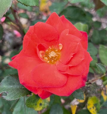 Rosa 'Orange Sensation'