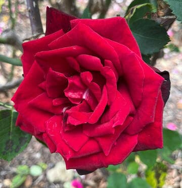 Rosa 'Night 'n' Day'