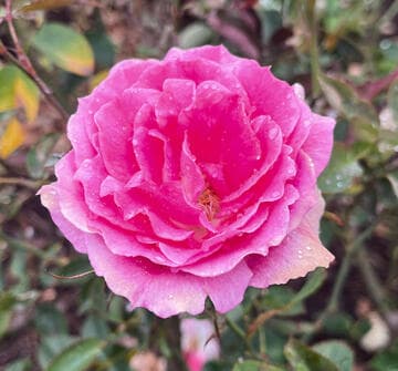 Rosa 'Martha Rice'