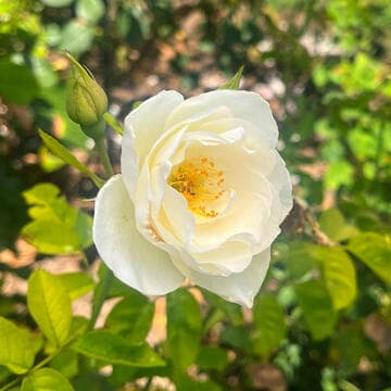 Rosa 'Charlotte'