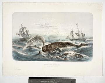 Pêche au cachalot sur les côtes du Méxique