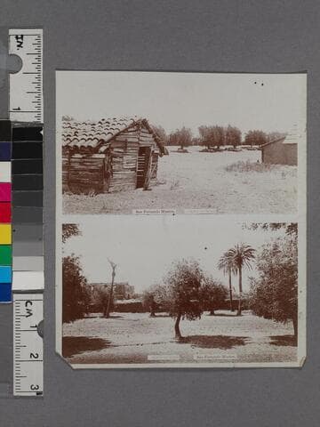 San Fernando Mission. Olive orchard