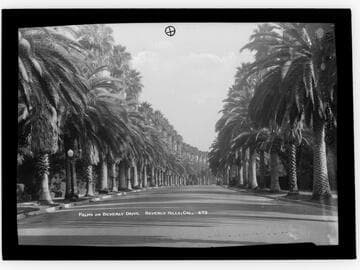 Palms of Beverly Drive, Beverly Hills, Cal