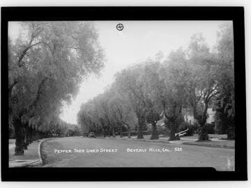 Pepper tree lined street, Beverly Hills, Cal