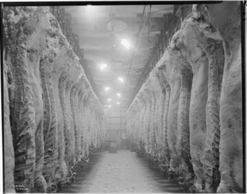 L1.8 - Lighting, Packing Plants - Cold Room in Meat Packing Plant