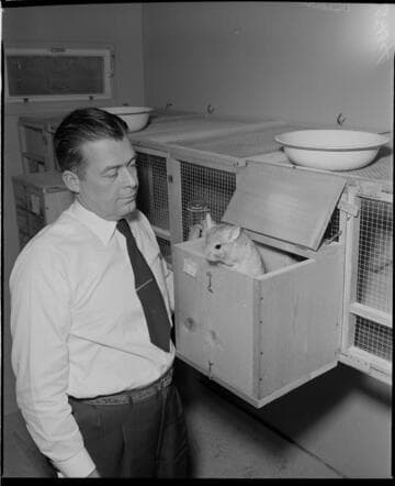 Man with chinchilla at cages