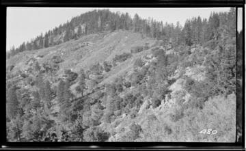 Hillside and trees