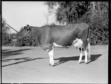 Dairy Booklet Pictures