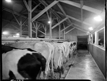 Dairy Booklet photos