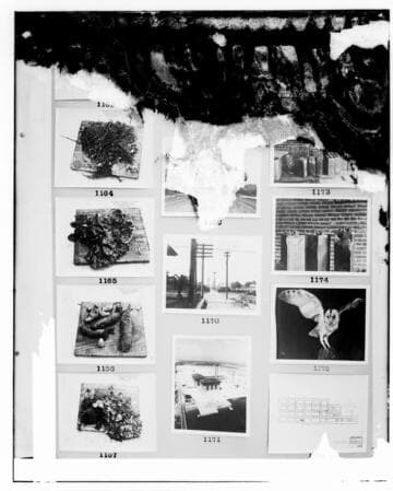This is a multi-image negative that depicts marine growth & maps. Undamaged images included on the plate are copies of original negatives: 02 - 01164; 02