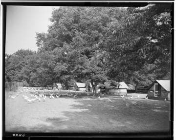 P2 - Poultry - Elmer Hauser's Poultry yard