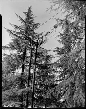 Line man working on top of pole next to pine trees