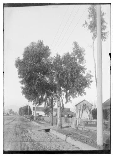 Tree growing up into wires