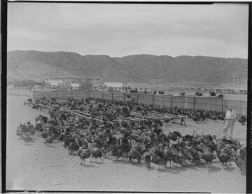 Chapman Turkey Ranch