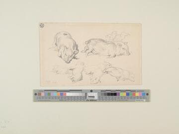 Study of Young Pigs
