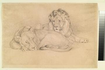 Lion and Lioness
