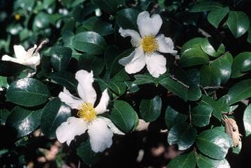 Camellia sasanqua 'Snowflake (Sawada)'