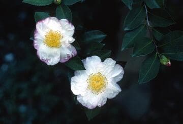 Camellia sasanqua 'Narumigata' (Narumi Bay)