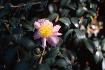 Camellia sasanqua 'Taimin-nishiki' (Ming Dynasty Brocade)