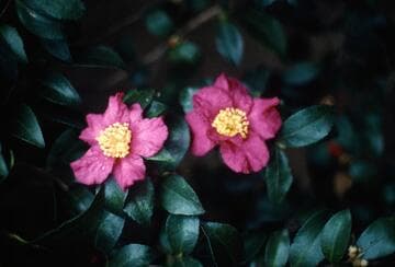 Camellia sasanqua 'Briar Rose'