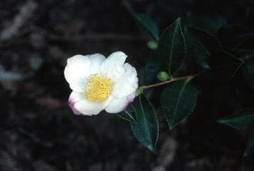 Go to image 12.
