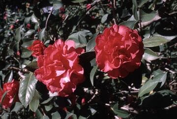 Camellia reticulata 'Shizitou' (Lion Head)