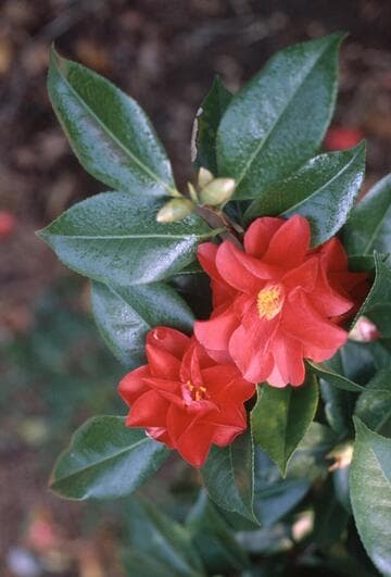 Camellia japonica 'Red Hots'
