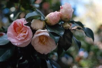 Camellia japonica 'Pink Clouds'