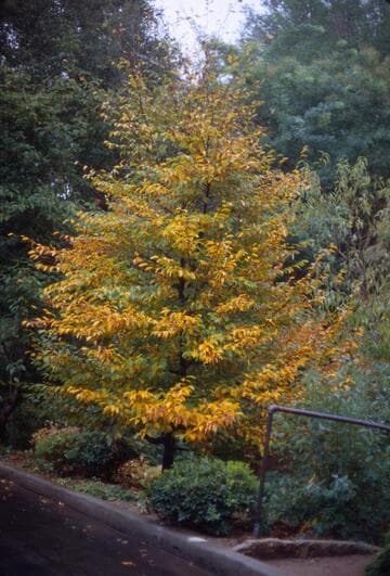 Carpinus betulus
