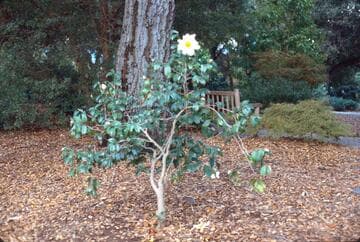 Camellia granthamiana