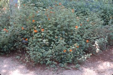 Anisacanthus wrightii