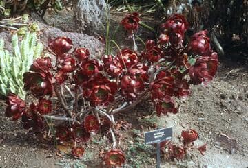 Aeonium 'Garnet'