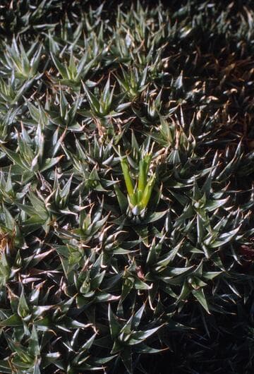 Deuterocohnia brevifolia