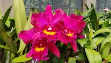 Laeliocattleya Royal Emperor 'Chris'