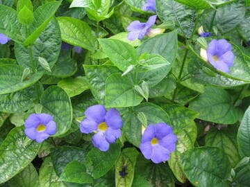 Thunbergia battiscombei