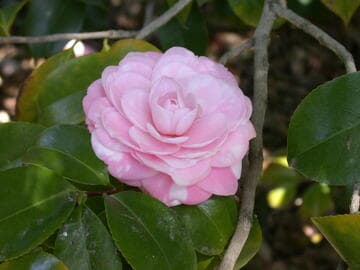 Camellia japonica 'Eleanor Hagood'