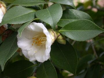 Camellia japonica 'Snow Bell'
