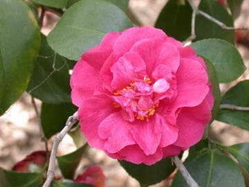 Camellia japonica 'Ethel Davis'