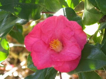 Camellia japonica 'Fred Sander Variegated'