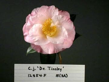 Camellia japonica 'Dr. Tinsley'