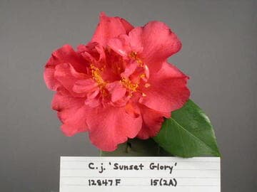 Camellia japonica 'Sunset Glory'