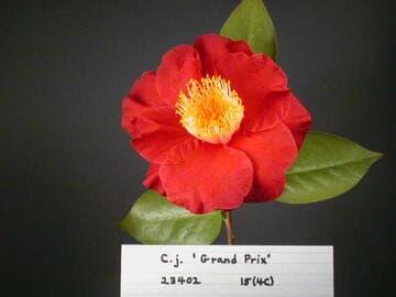Camellia japonica 'Grand Prix'