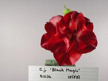 Camellia japonica 'Black Magic'