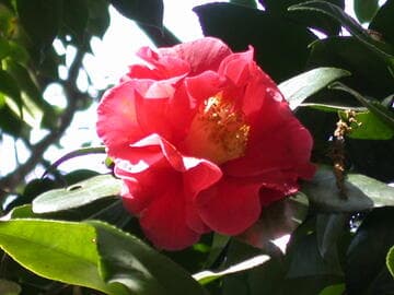 Camellia japonica 'Guilio Nuccio'