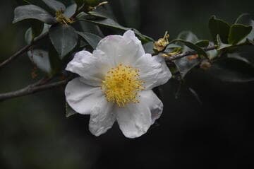 Camellia sasanqua 'Narumigata' (Narumi Bay)