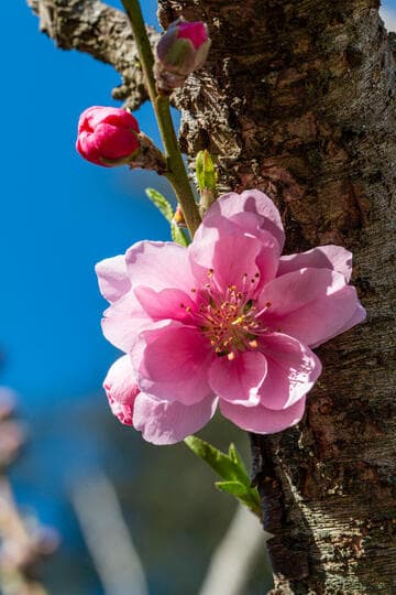 Prunus persica 'Early Pink'