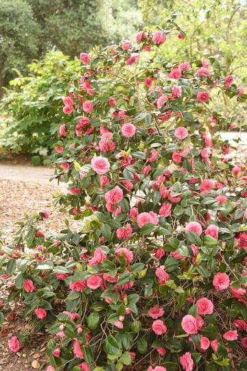 Camellia edithae 'Heimudan'