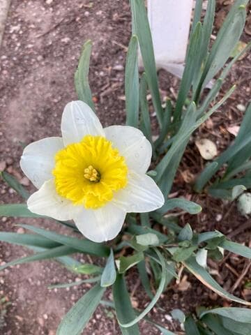 Narcissus 'Ice Follies'